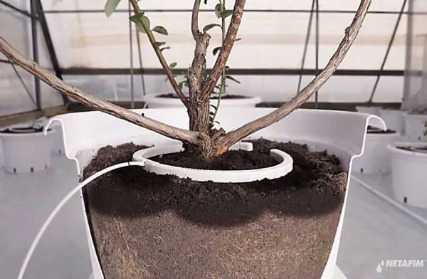 Netafim NetBow™ Ø 12 cm Tropfbogen mit 4 Auslässen