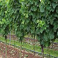 Weinberg